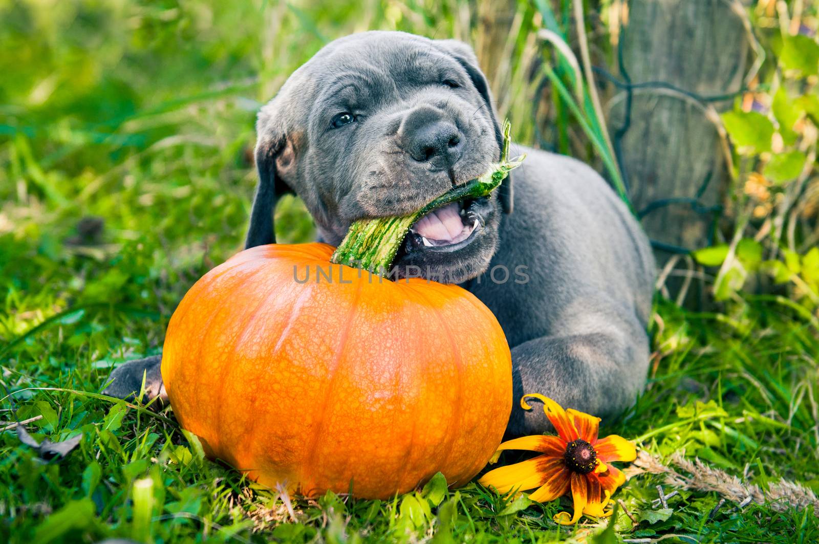 Great Dane dog and pumpkin by infinityyy