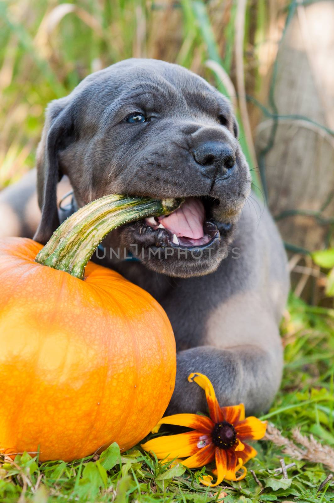 funny Great Dane dog puppy and pumpkin