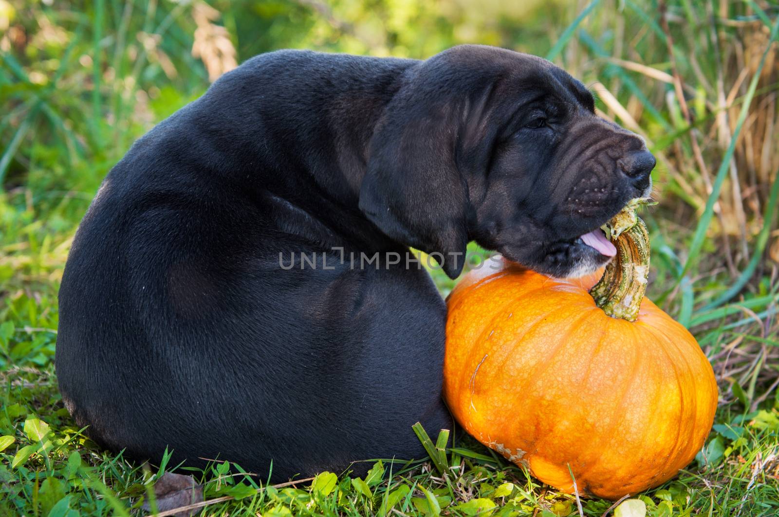 funny Great Dane dog puppy and pumpkin