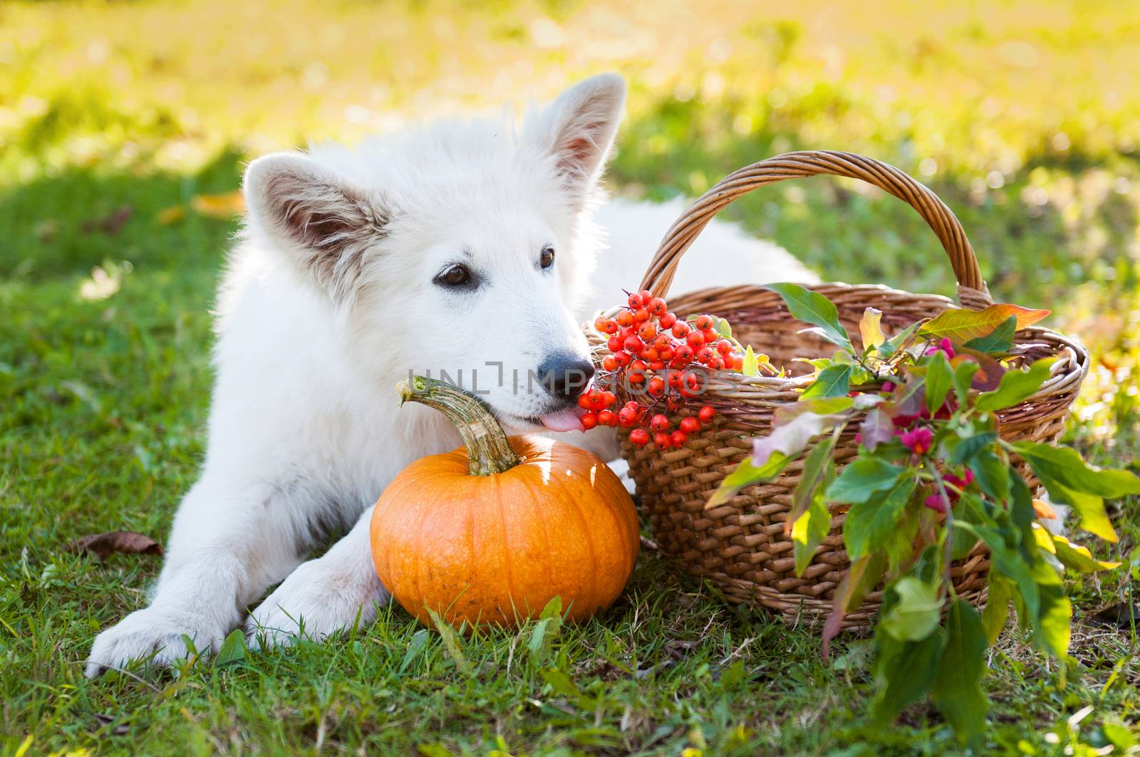 White sheepdog puppy dog and pumpkin by infinityyy