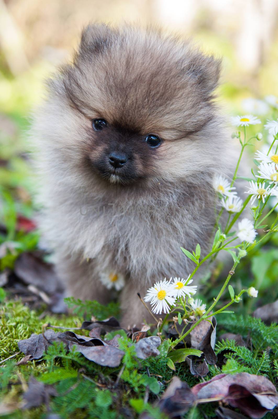 funny small pomeranian dog puppy is sitting on autumn background