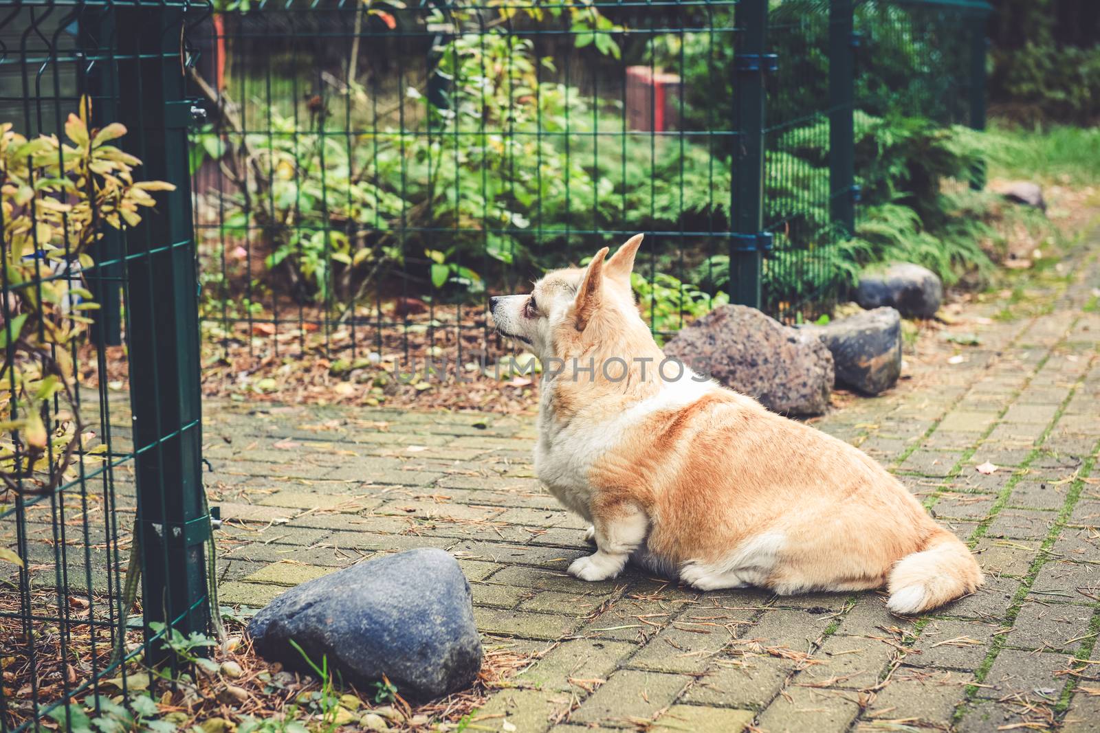 Corgi dog portrait in old age on the road in the yard by infinityyy