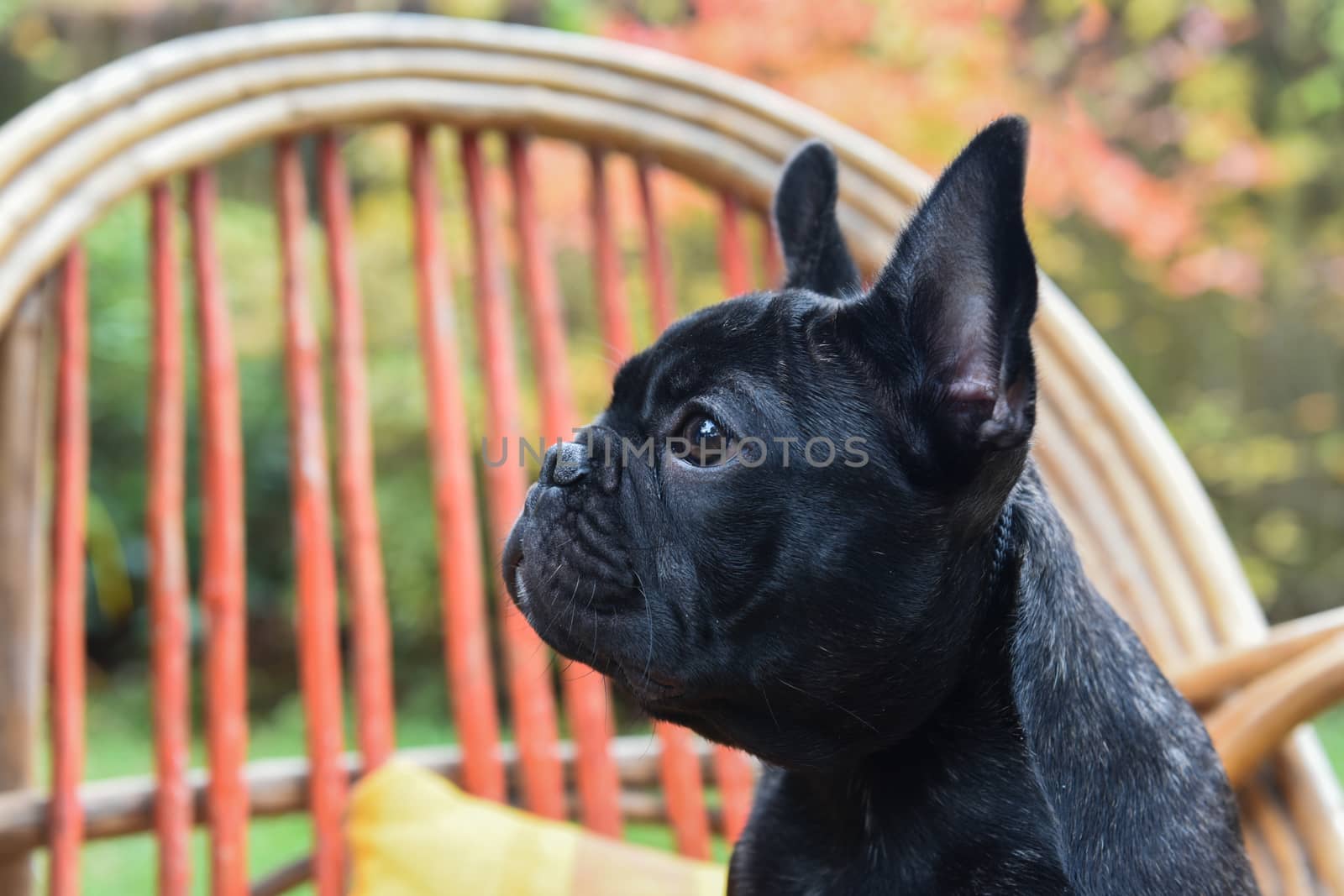 Funny black French bulldog puppy dog close up on chair on autumn background