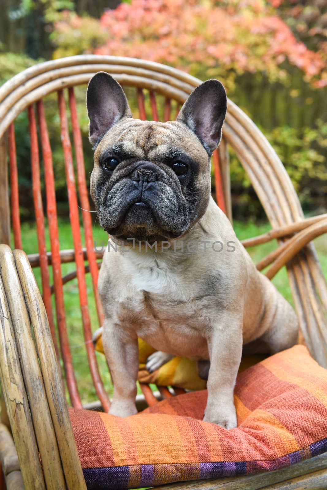 Funny French bulldog puppy dog close up on chair on autumn background