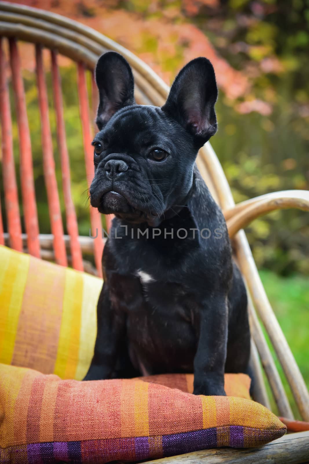 Funny black French bulldog puppy dog close up on chair on autumn background