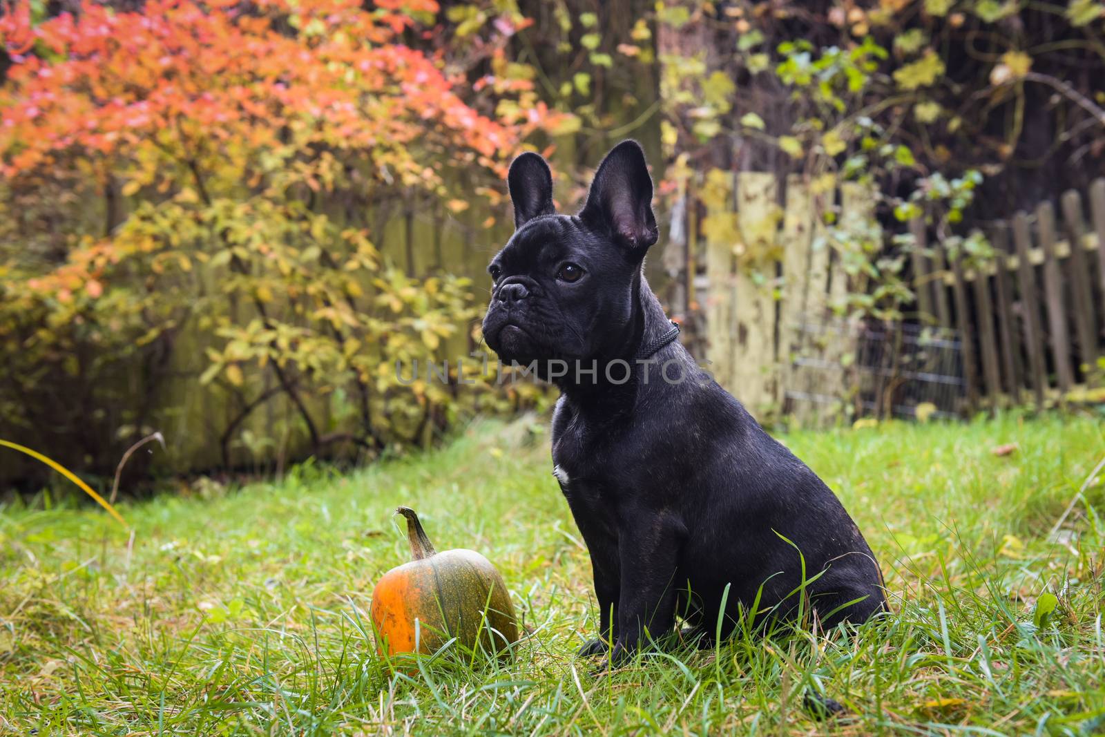 Funny black young French bulldog dog and pumpkin on halloween