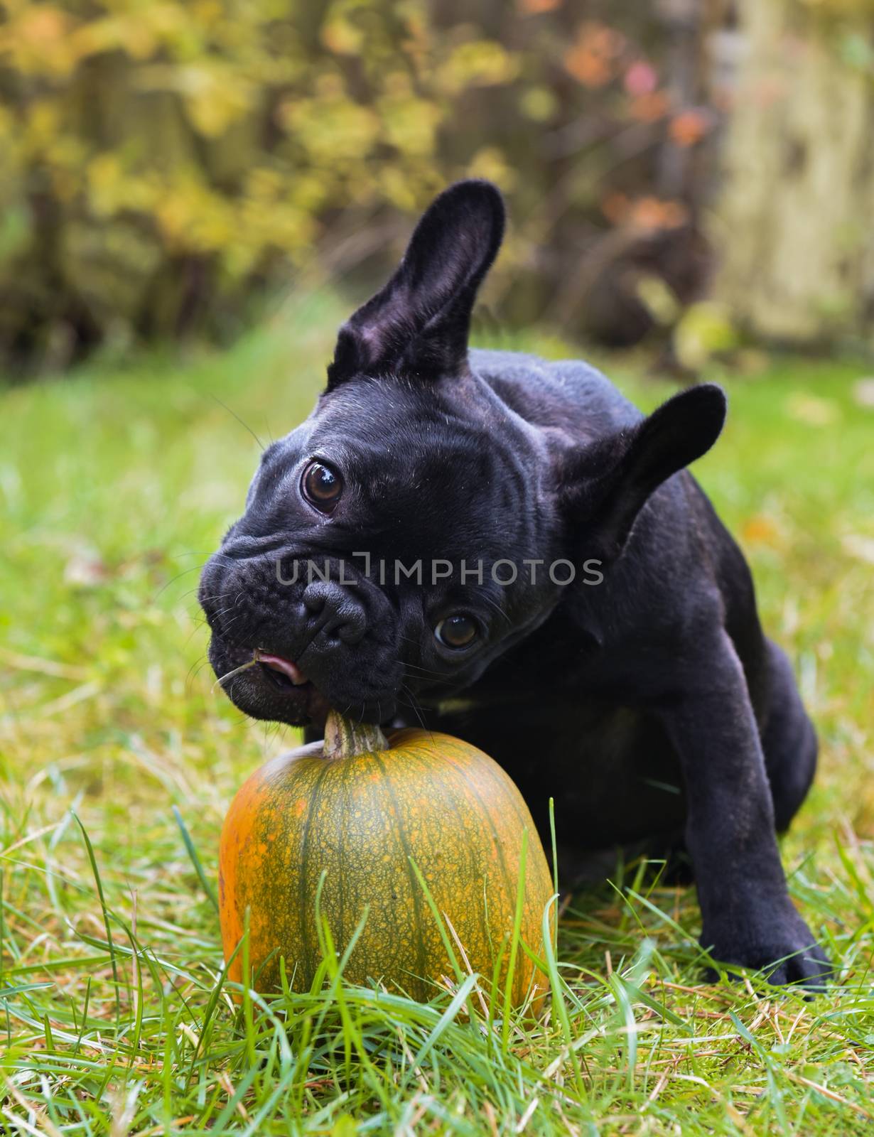 Funny black young French bulldog dog and pumpkin on halloween