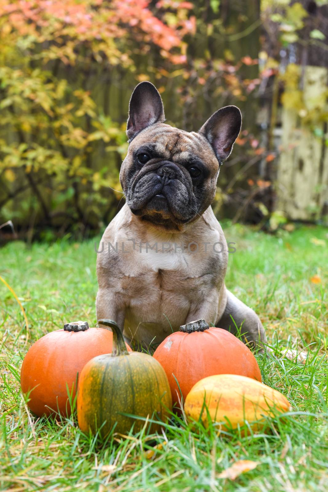 Funny light French bulldog dog and pumpkin on halloween