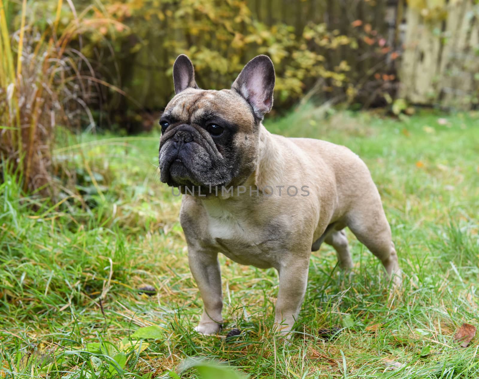 French bulldog dog on autumn background.