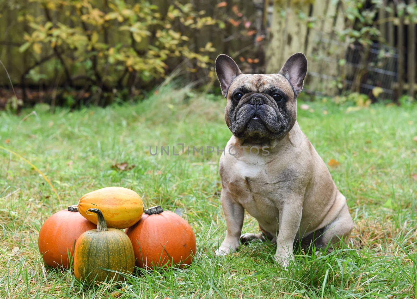 funny light French bulldog dog and pumpkin