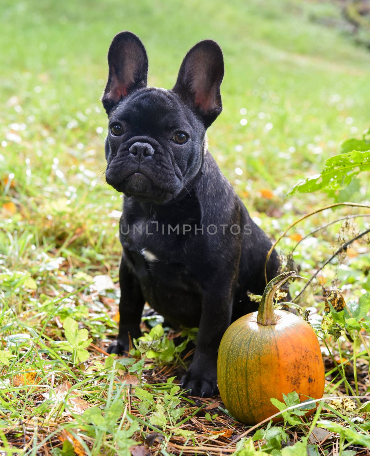 Funny black young French bulldog dog and pumpkin on halloween