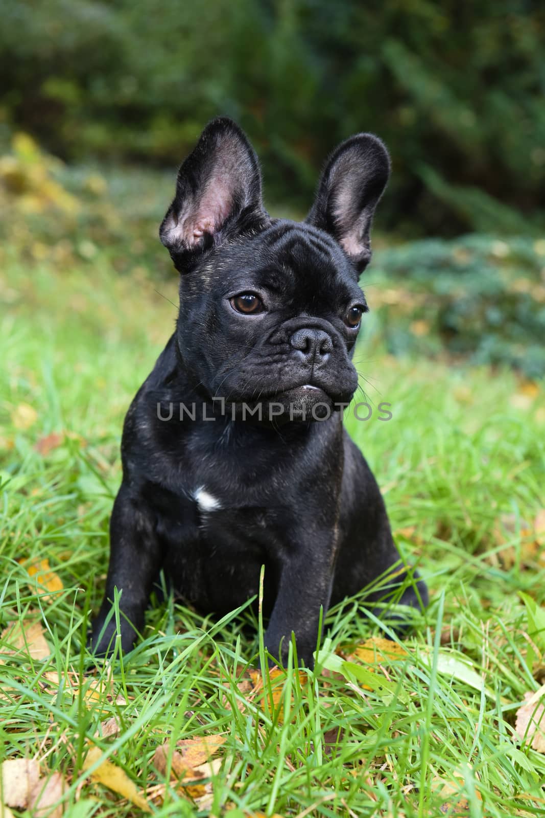 Beautiful black French bulldog puppy close up on nature