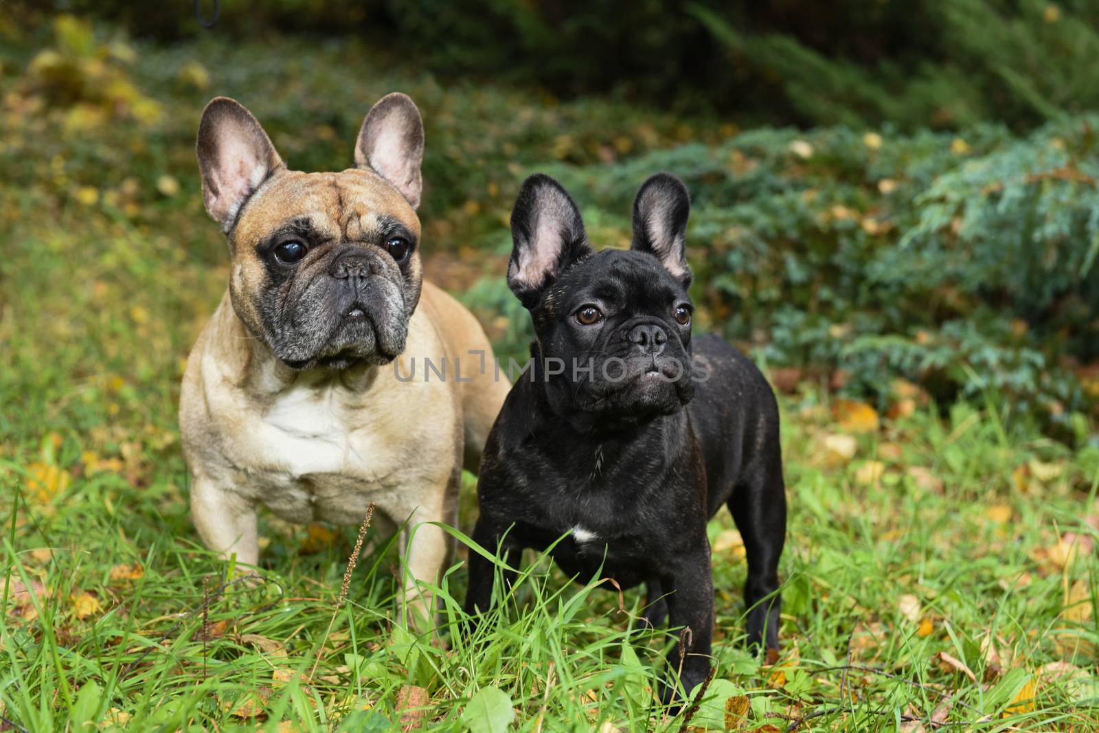 Two funny friendly French bulldogs on nature