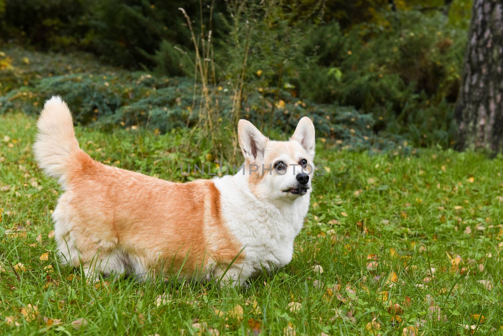 old corgi dog portrait on autumn background
