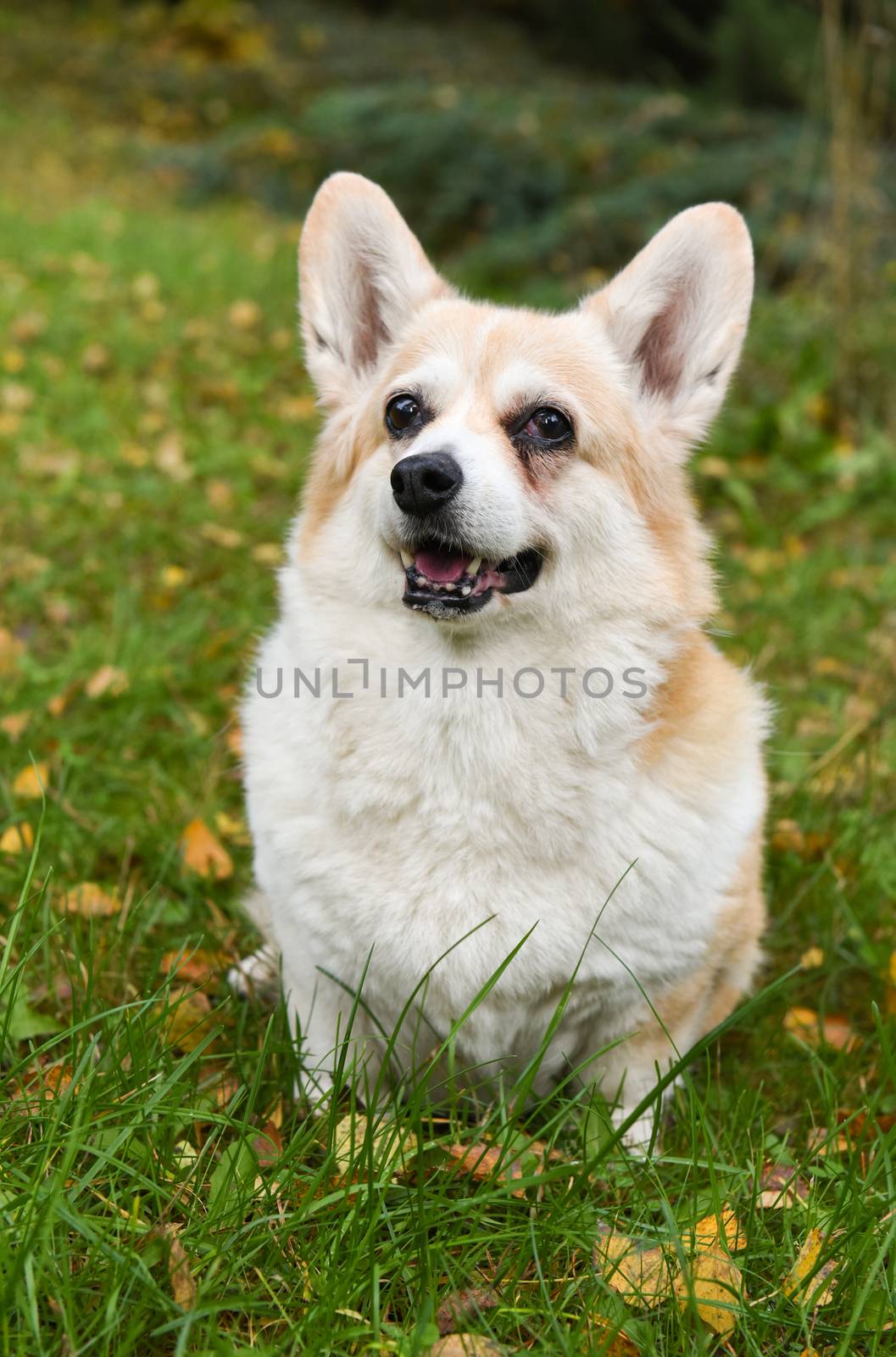 corgi dog portrait on autumn background