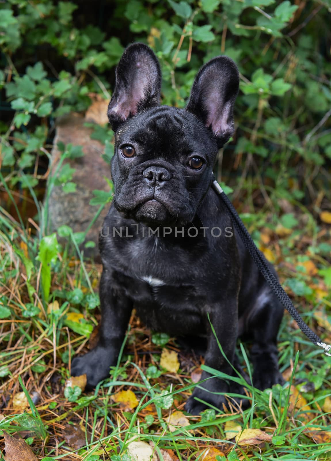 Beautiful black French bulldog puppy close up on nature autumn background