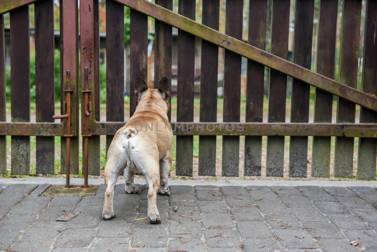 French bulldog dog is guarding the house at the wooden fence
