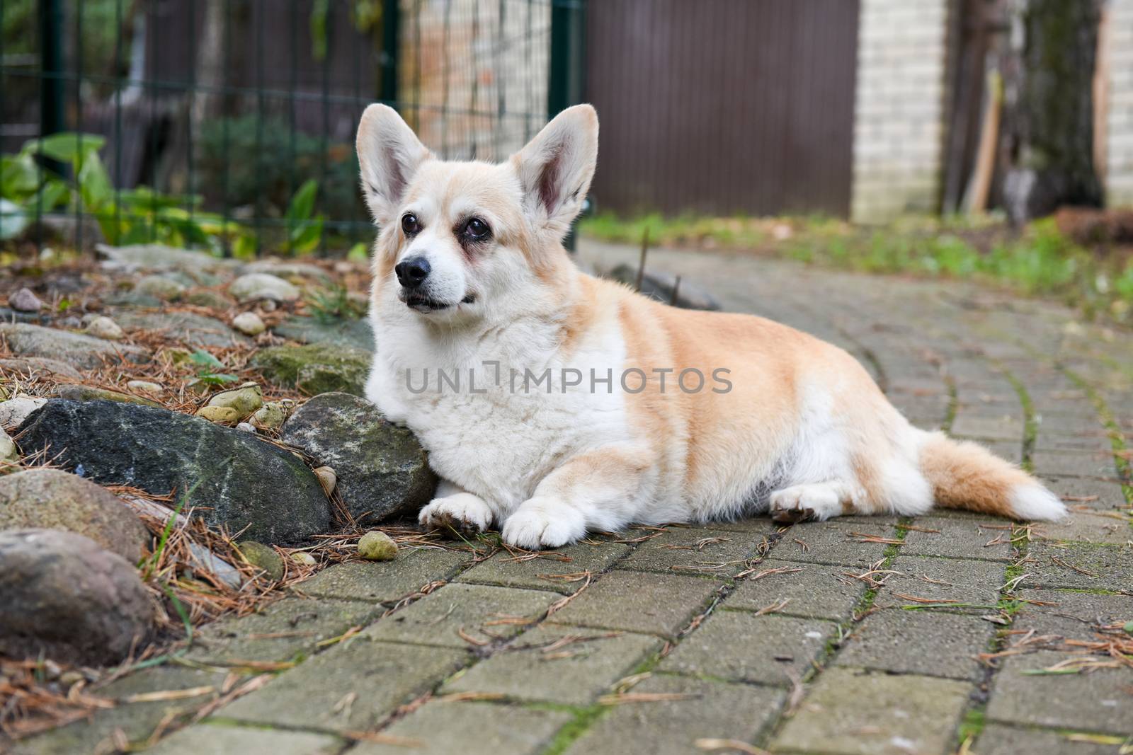 corgi dog portrait in old age on the road in the yard on autumn background