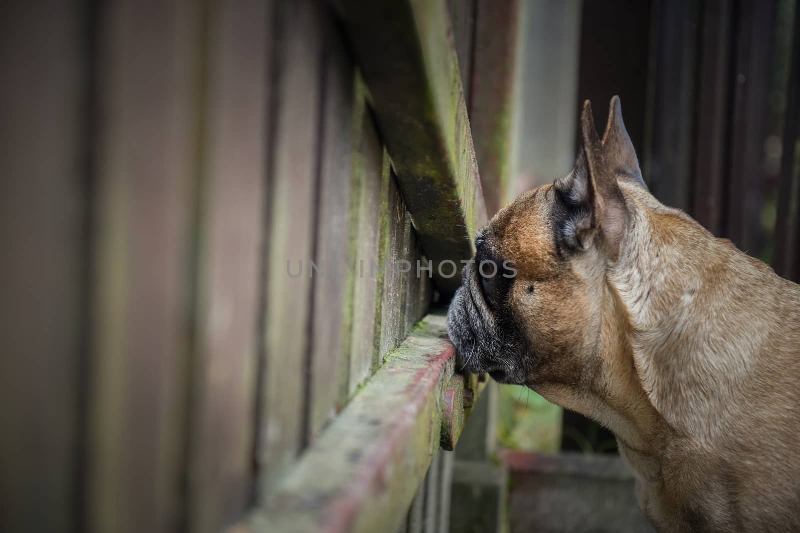 French bulldog dog is at the wooden fence