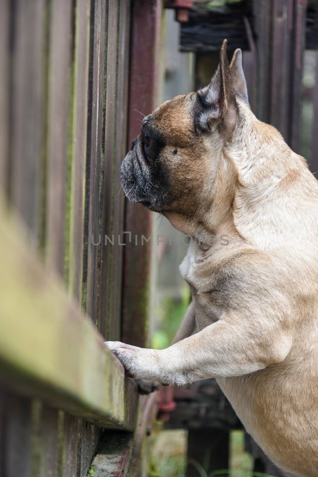 French bulldog dog is at the wooden fence.