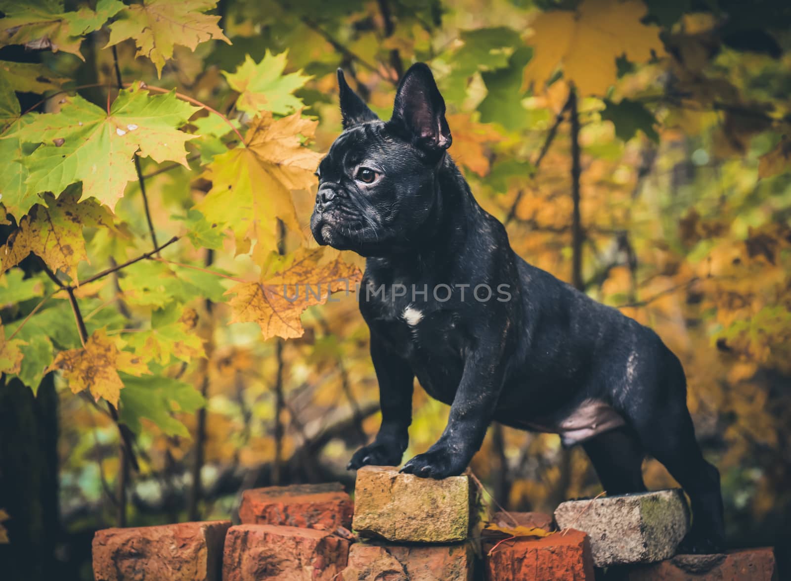 black French bulldog puppy on Brick wall with maple leaves autumn background