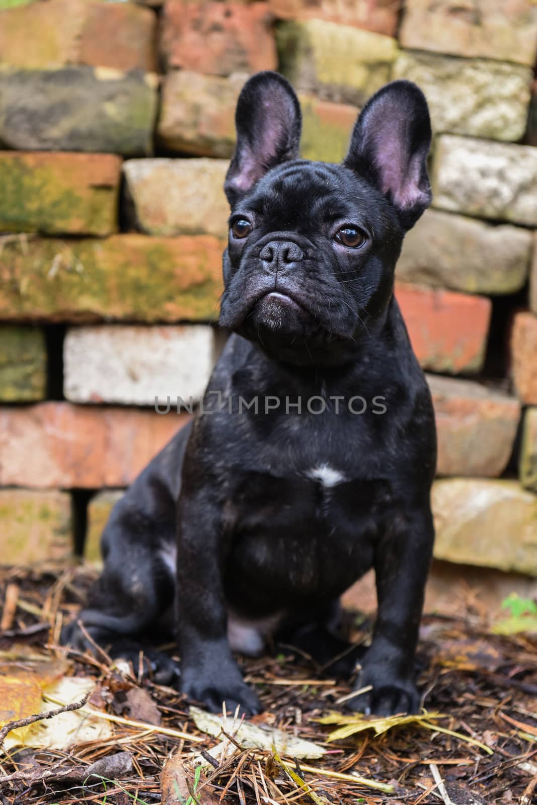 black French bulldog puppy on Brick wall background