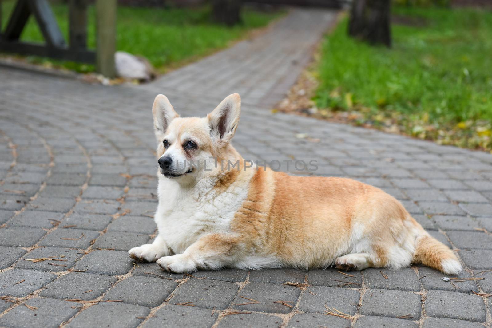 Corgi dog in old age on the road in the yard on autumn background