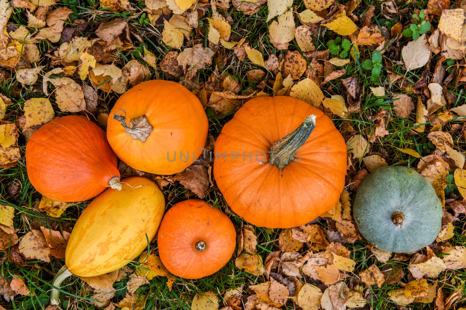 orange pumpkins against the background of autumn leaves
