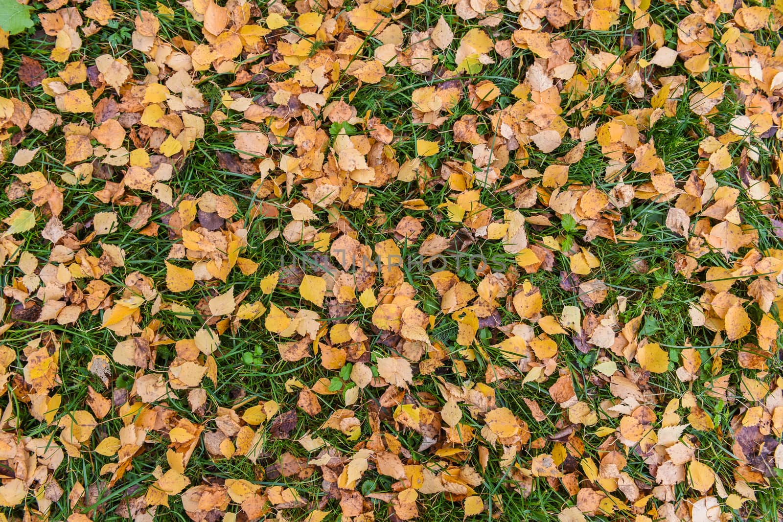 Fallen yellow birch leaves against the background of grass by infinityyy