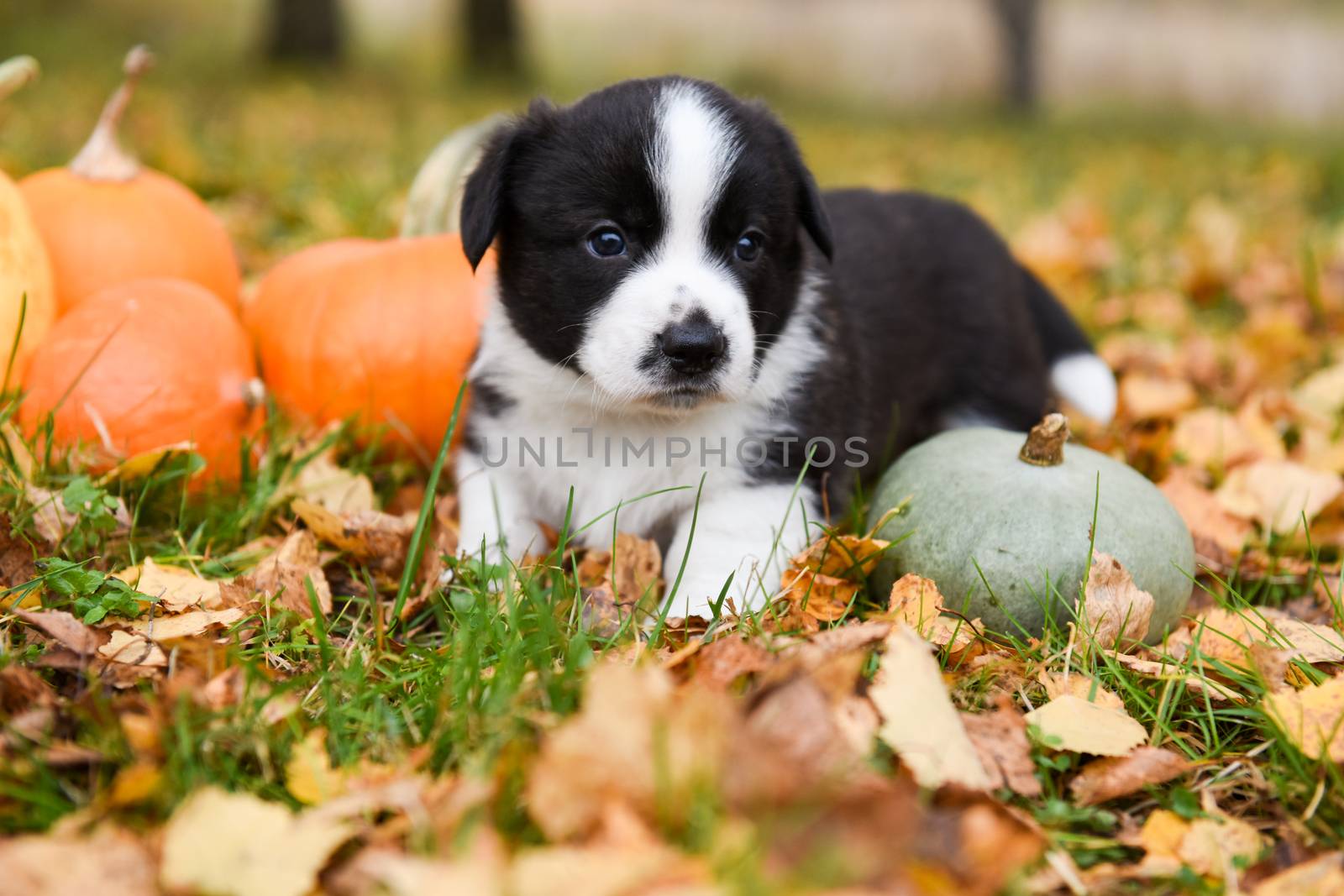 funny welsh corgi pembroke puppy dog posing with pumpkins on an autumn background