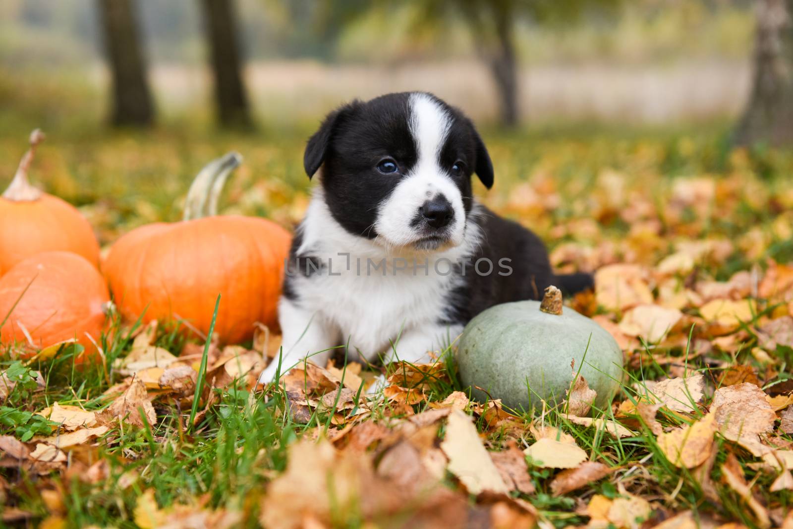 funny welsh corgi pembroke puppy dog posing with pumpkins on an autumn background