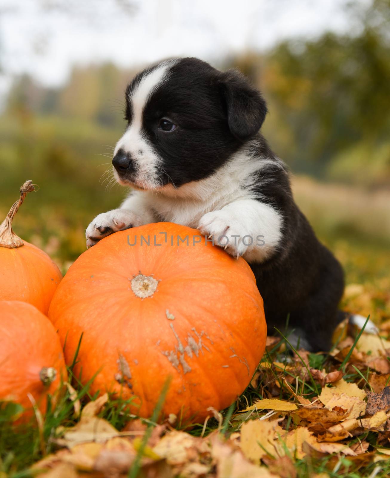 funny welsh corgi pembroke puppy dog posing with pumpkins on an autumn background