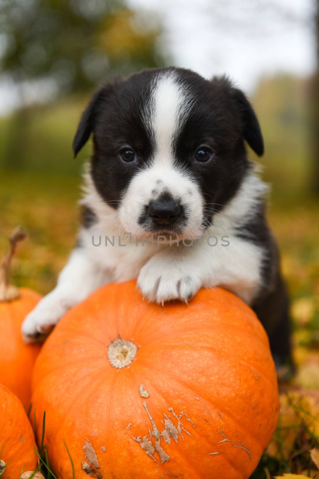 funny welsh corgi pembroke puppy dog posing with pumpkins on an autumn background