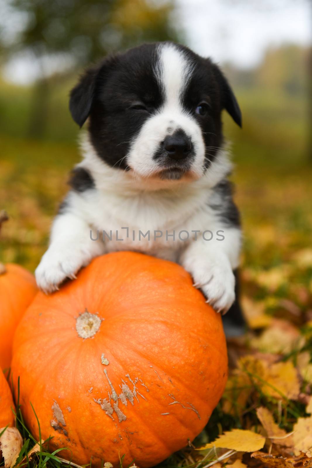 funny welsh corgi pembroke puppy dog posing with pumpkins on an autumn background