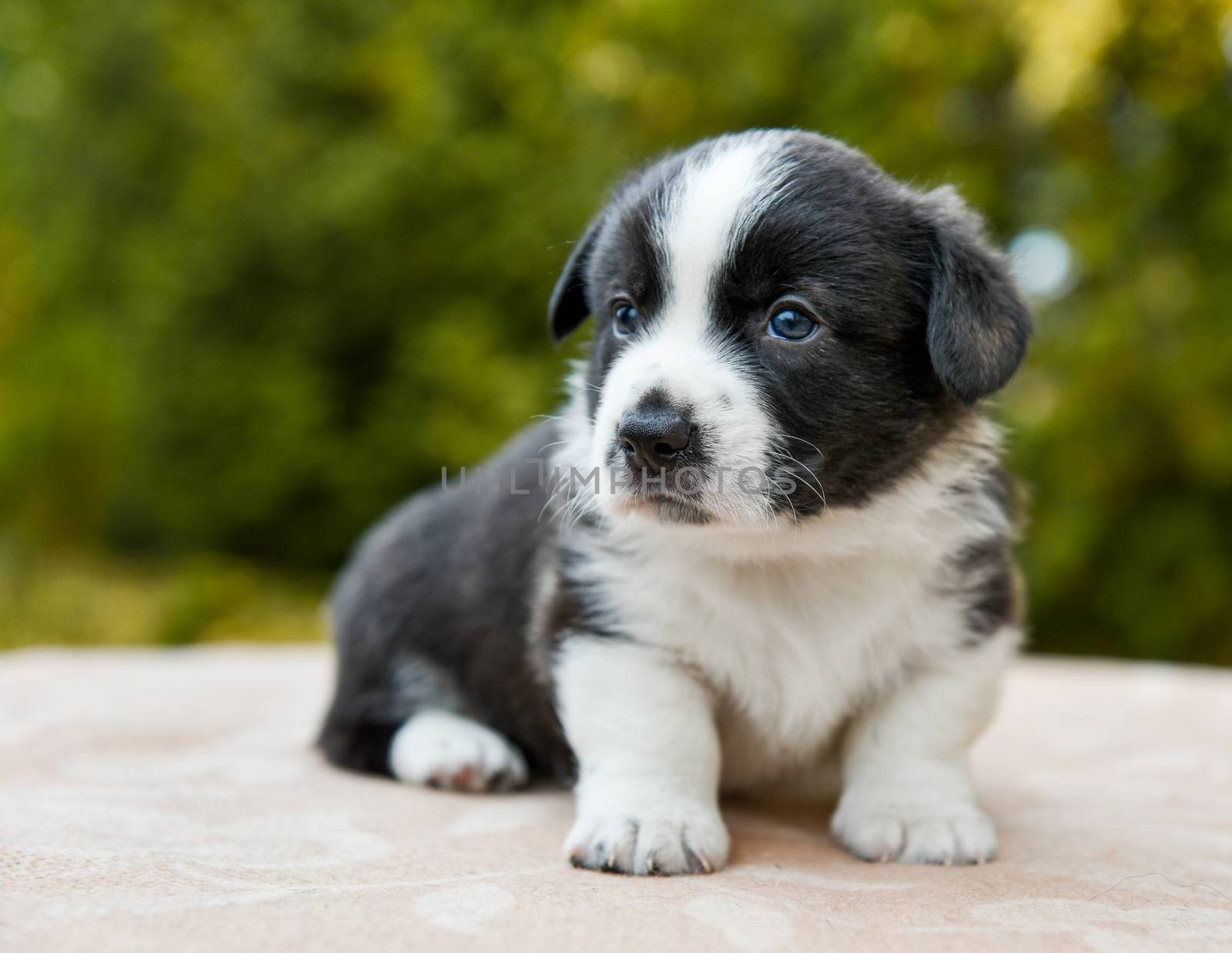 Welsh corgi pembroke puppy dog black color coat posing, portrait cute lovely Baby puppy corgi