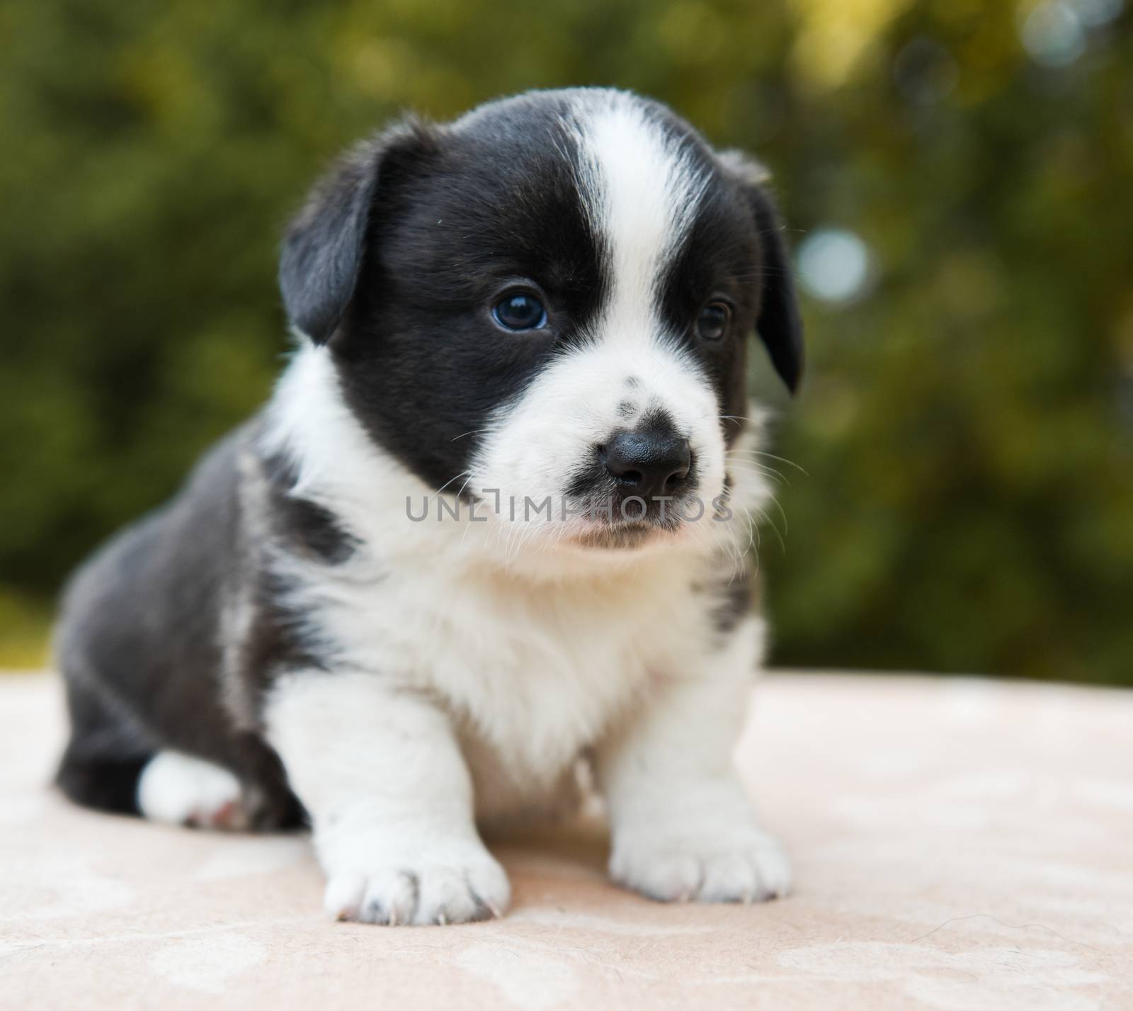 Welsh corgi pembroke puppy dog black color coat posing, portrait cute lovely Baby puppy corgi