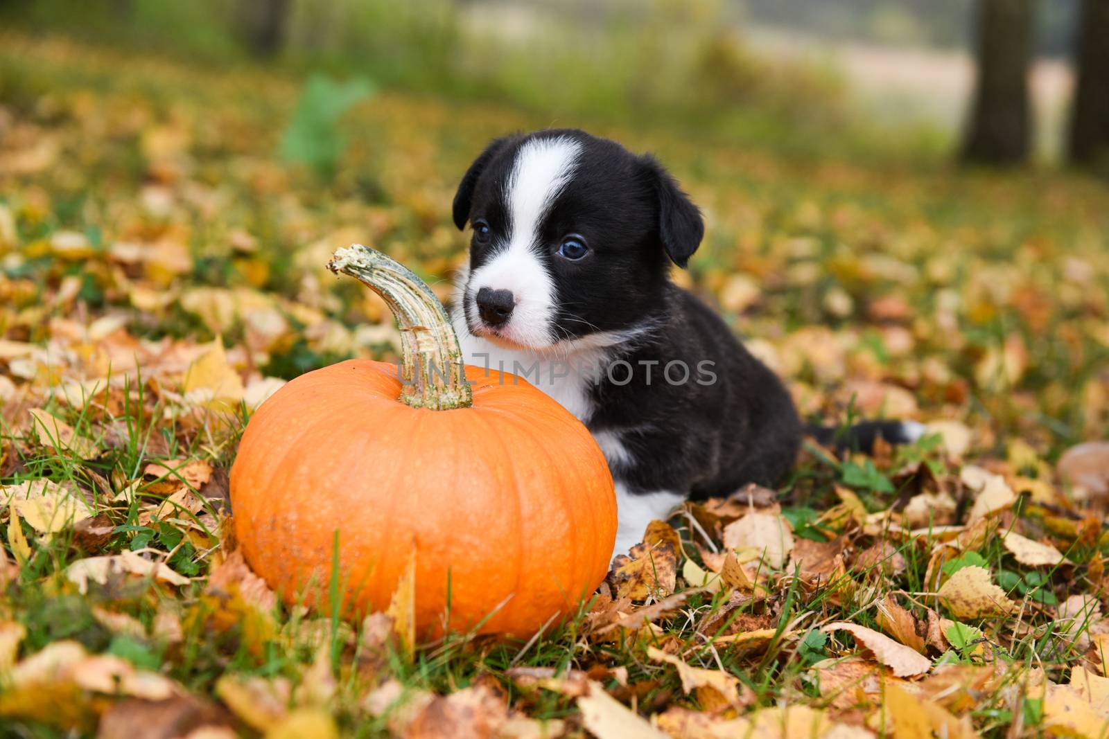 corgi puppy dog with a pumpkin on an autumn background by infinityyy
