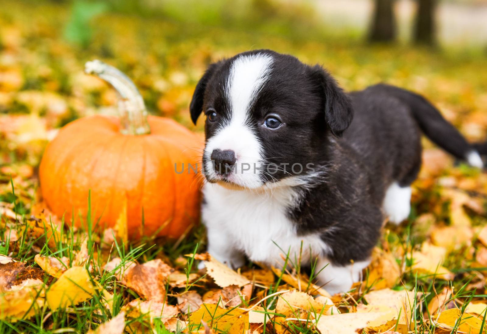 Corgi puppy dog with a pumpkin on an autumn background by infinityyy