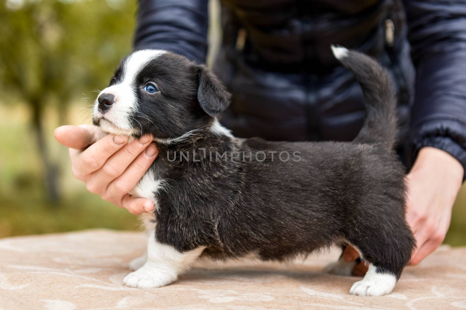 Welsh corgi pembroke puppy dog black color coat posing in standing full length, portrait cute lovely Baby puppy corgi