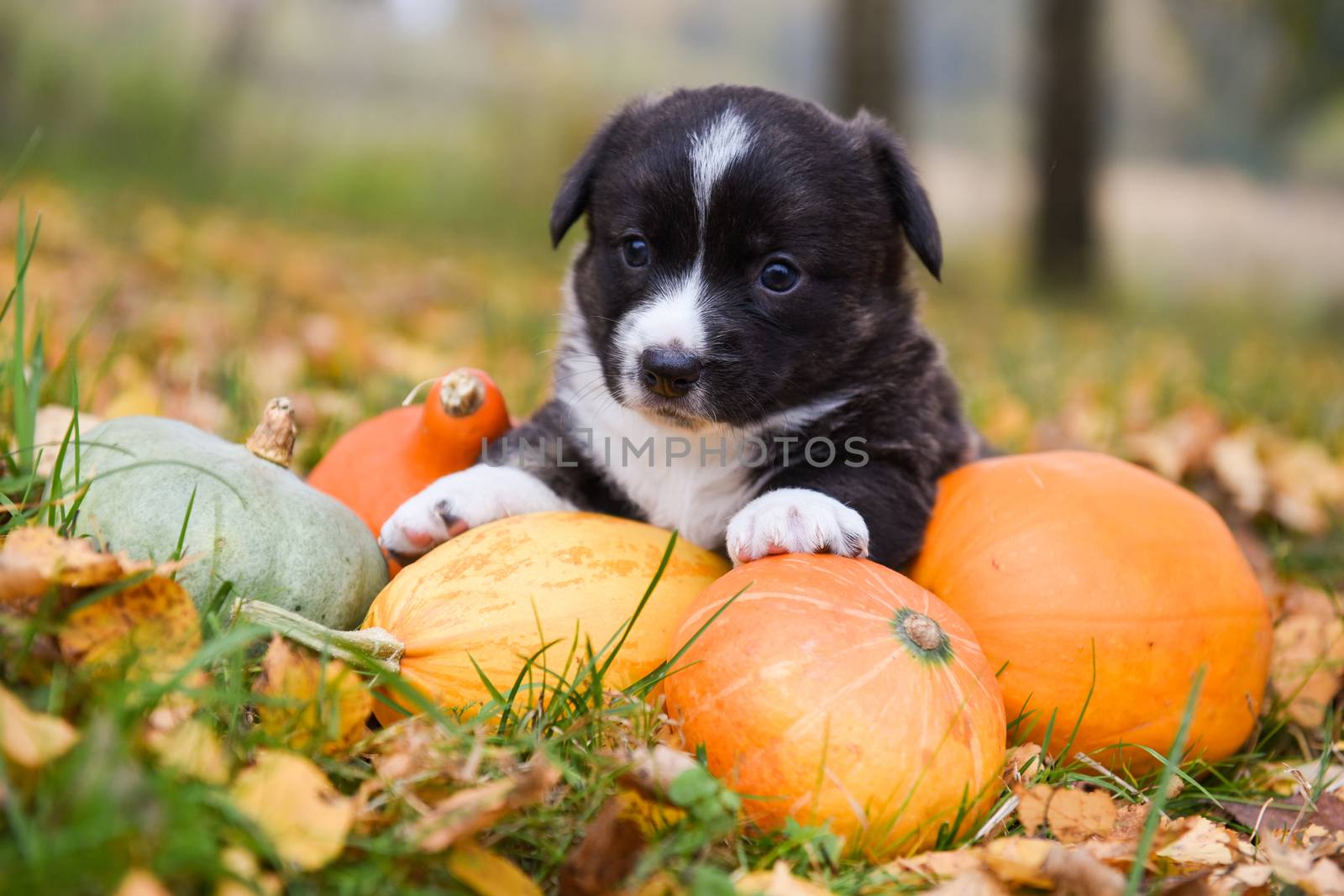 funny welsh corgi pembroke puppy dog posing with pumpkins on an autumn background