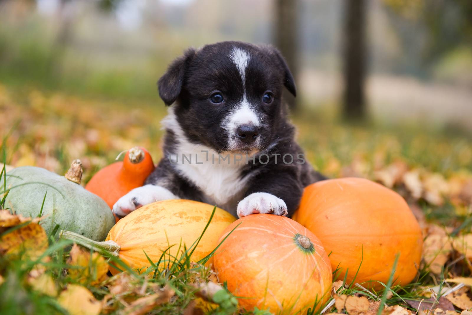 funny welsh corgi pembroke puppy dog posing with pumpkins on an autumn background