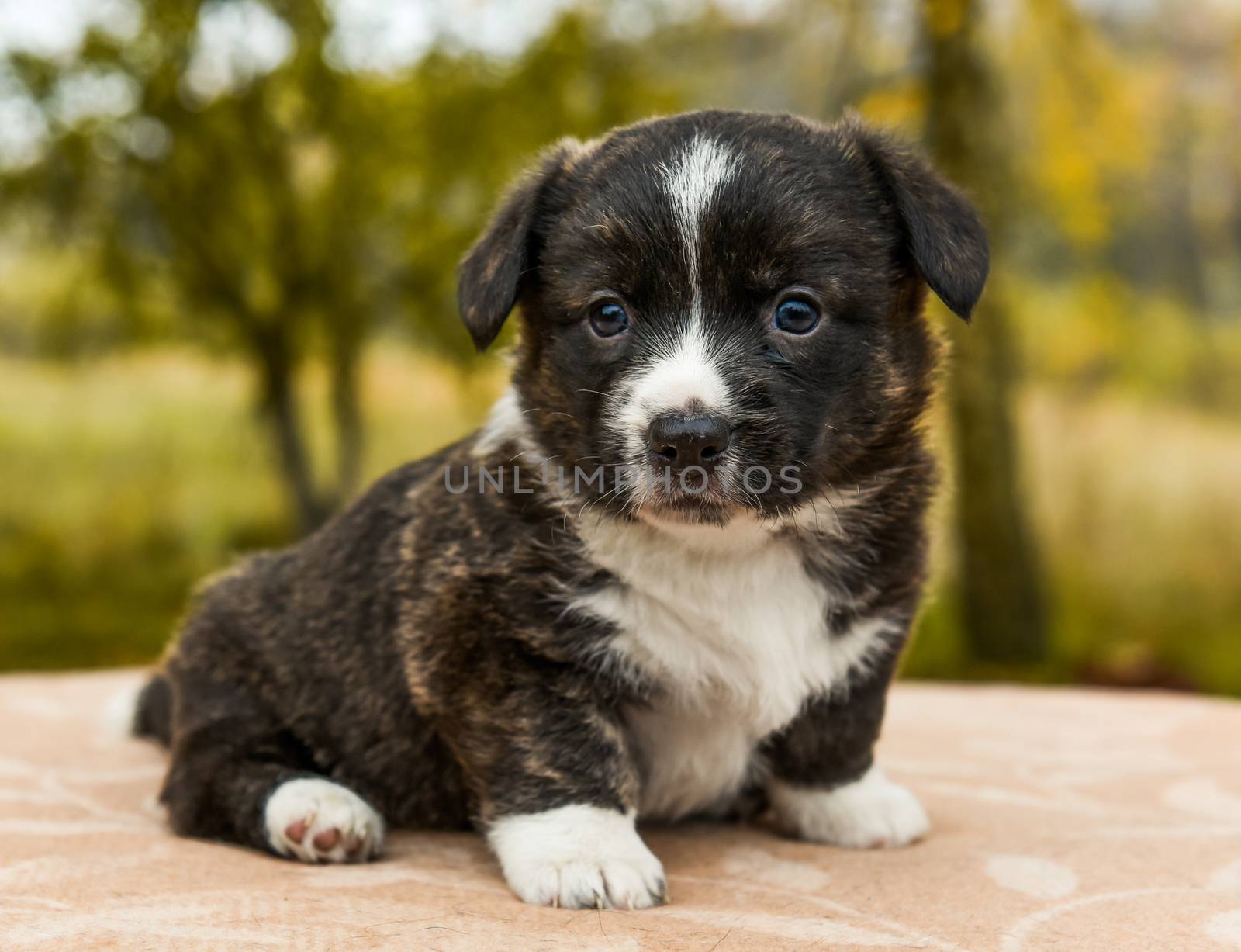 Welsh corgi pembroke puppy dog posing outside by infinityyy