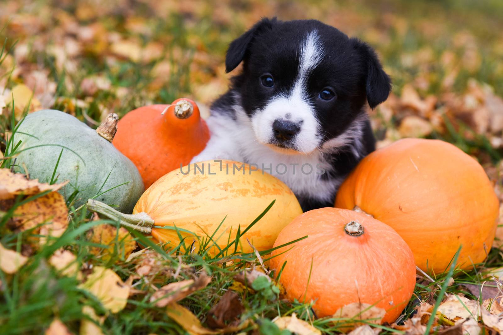 funny welsh corgi pembroke puppy dog posing with pumpkins on an autumn background