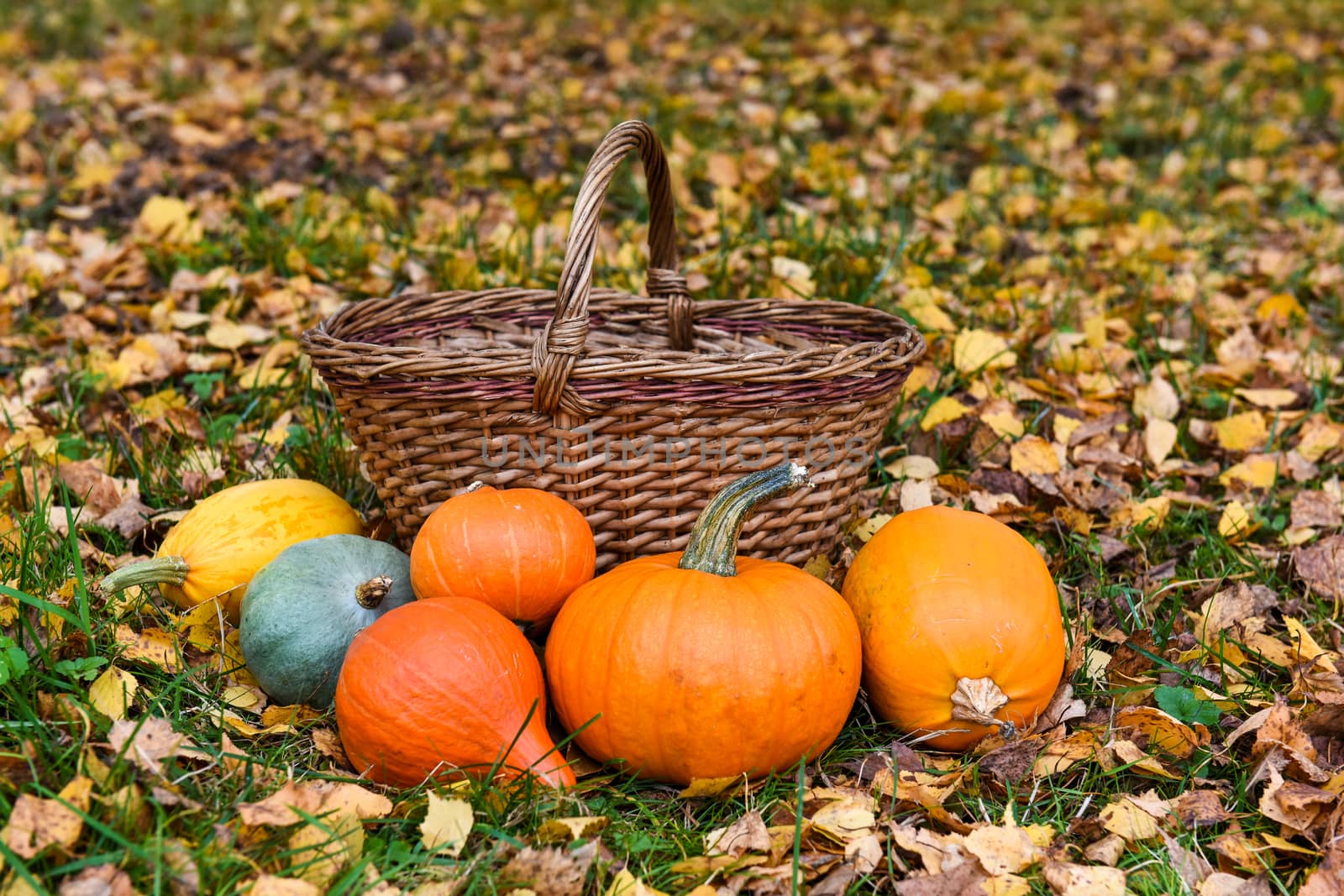 orange pumpkins ad basket against the background of autumn leaves