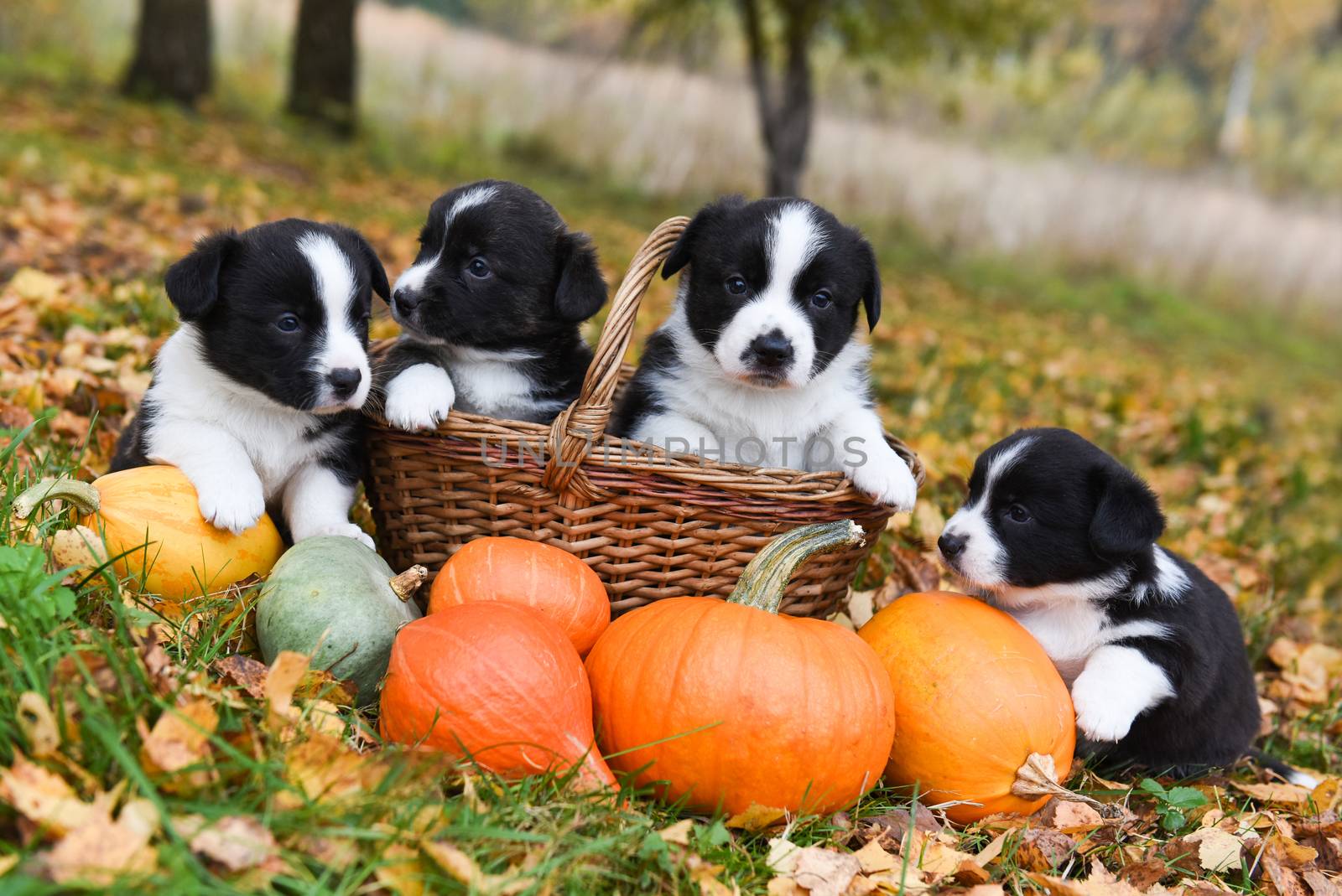 funny welsh corgi pembroke puppies dogs posing with pumpkins on an autumn background