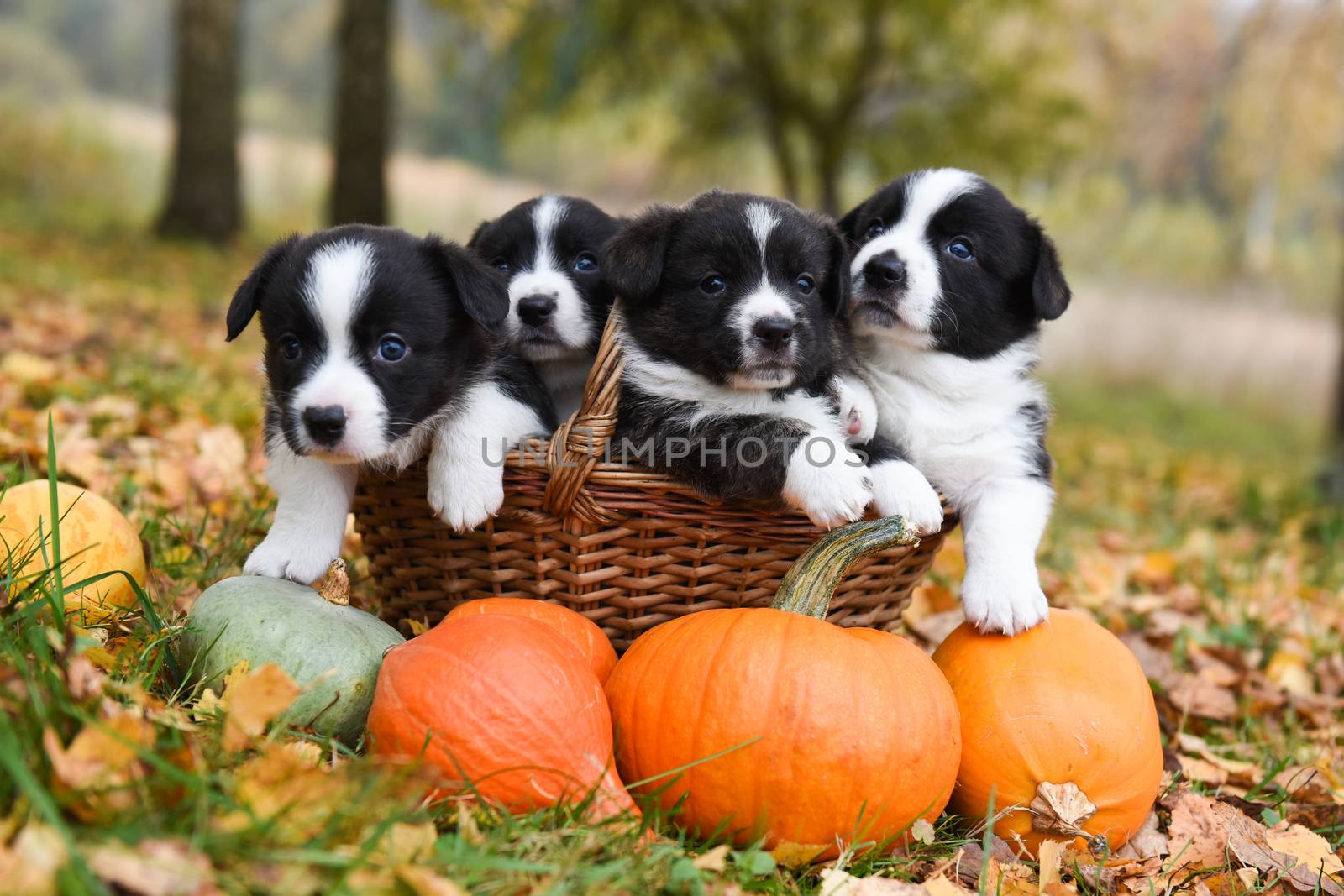 corgi puppies dogs with a pumpkin on an autumn background by infinityyy