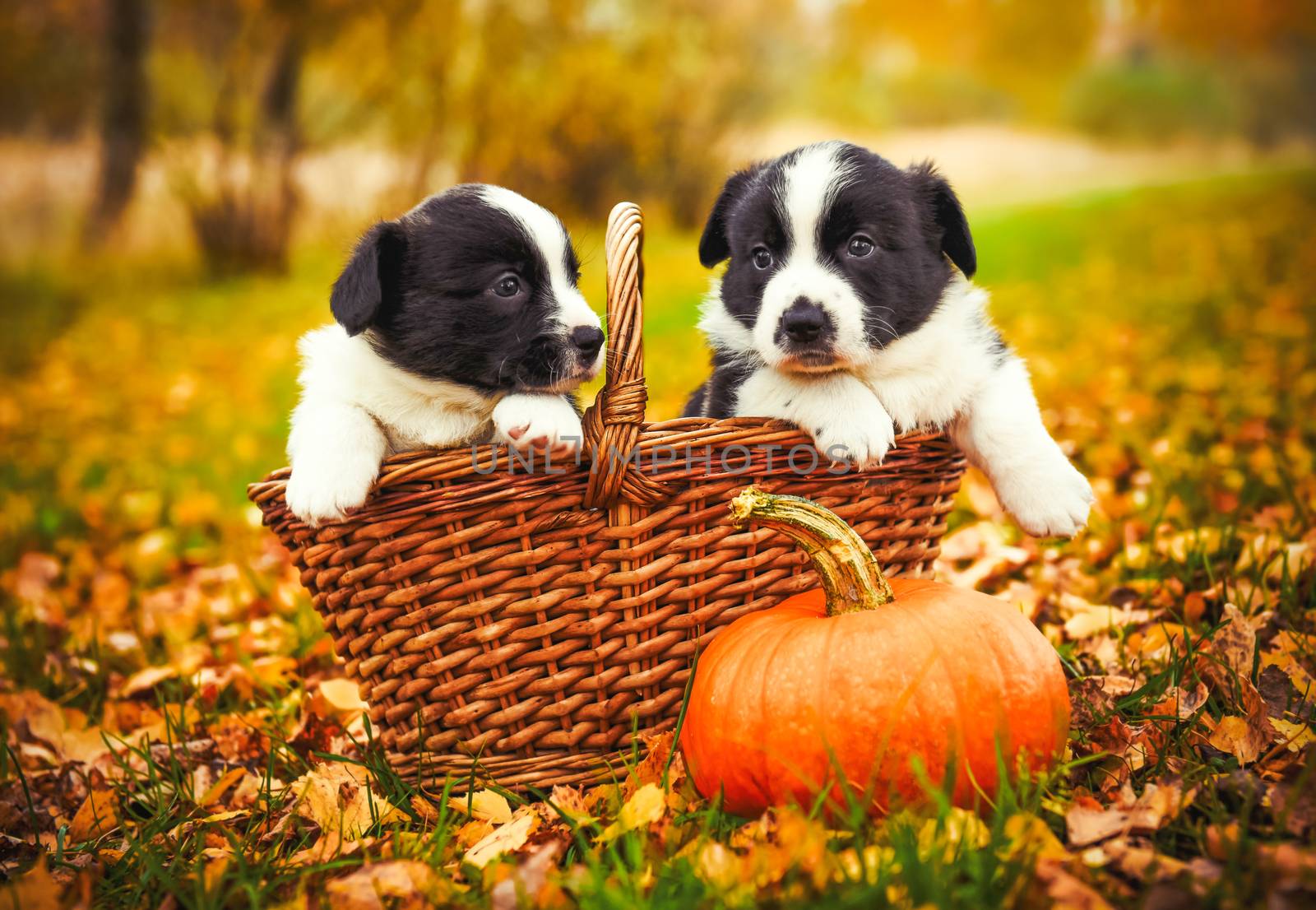 Two funny welsh corgi pembroke puppies dogs posing in the basket with pumpkin on an autumn background