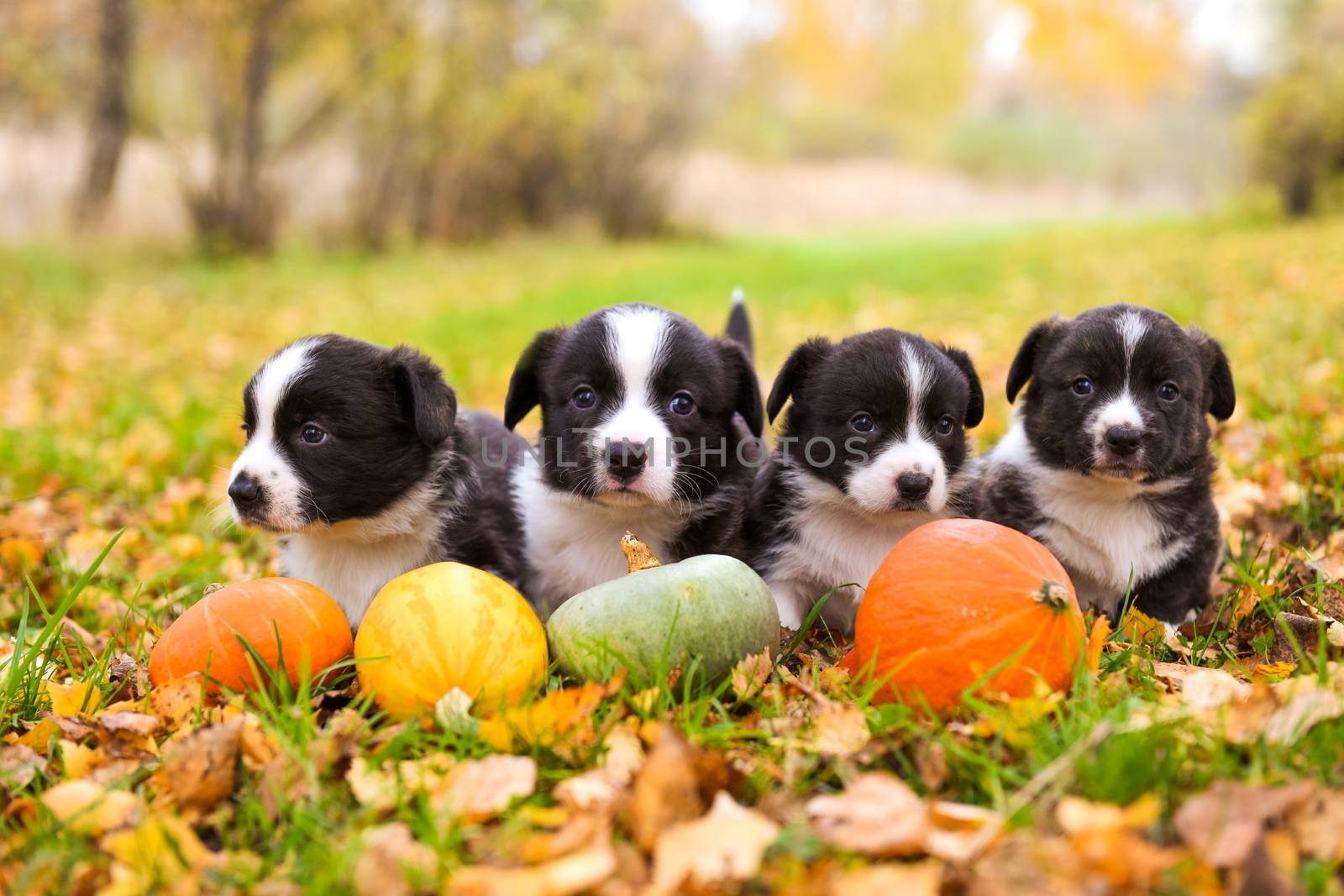 Corgi puppies dogs with a pumpkin in the basket by infinityyy