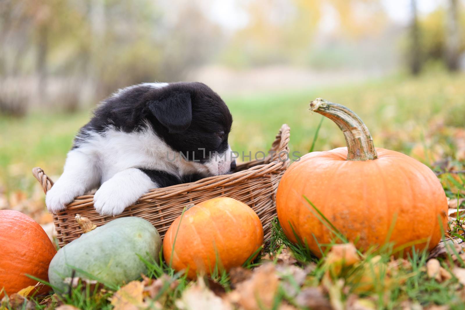 funny welsh corgi pembroke puppy dog posing in the basket with pumpkins on an autumn background