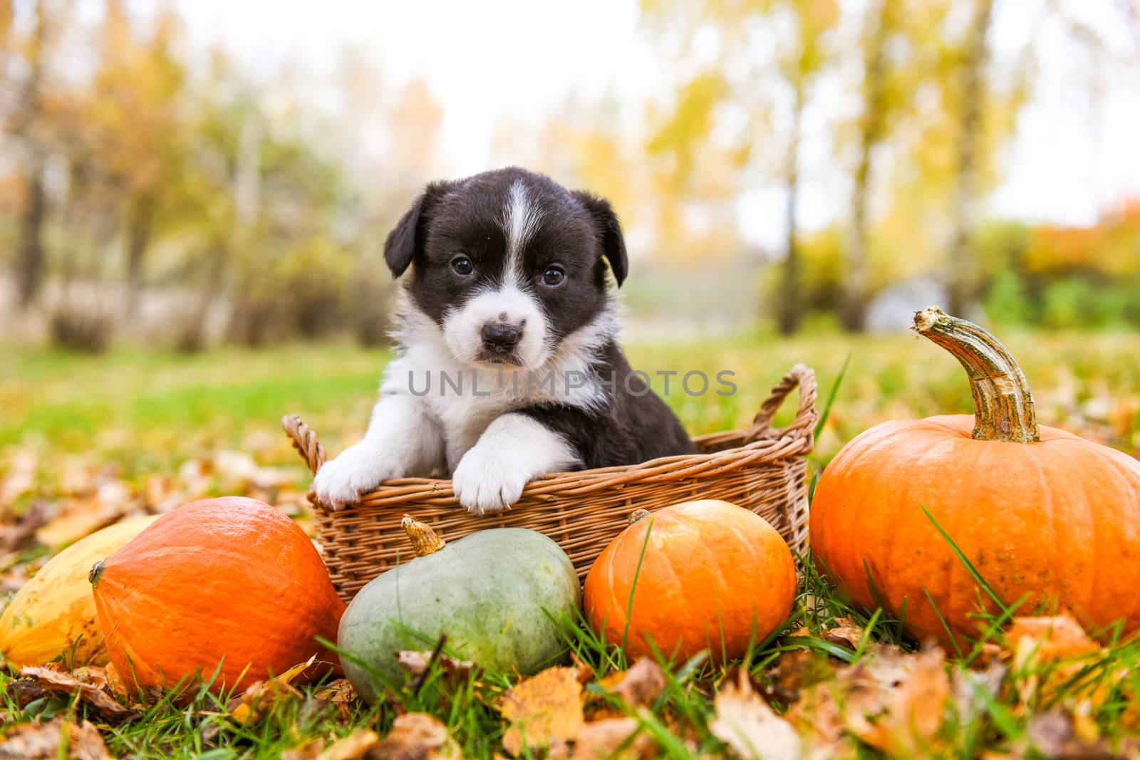 Funny welsh corgi pembroke puppy dog posing in the basket in the basket with pumpkins on an autumn background